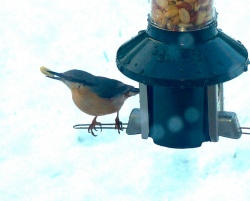 nuthatch